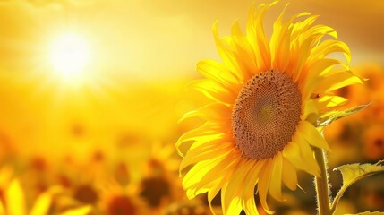 Obraz premium Yellow sunflower and sunset