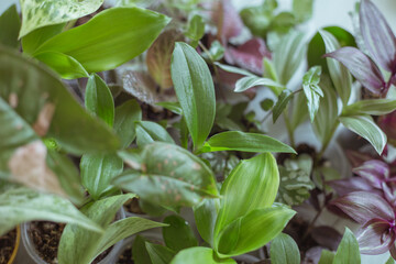 Tradescantia foliage and syngonium leaves, and Botanical details