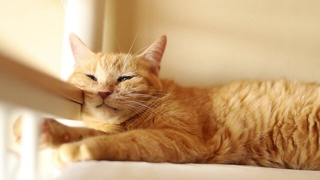 リラックスする茶トラ猫