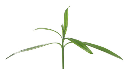 Oleander leaves, Nerium in spring isolated on white, clipping path