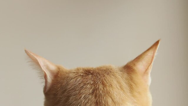 耳を動かす猫