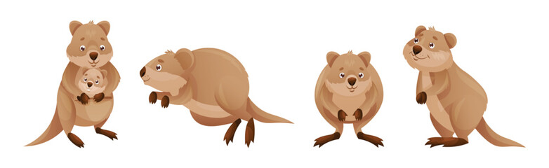 Funny Quokka as Short-tailed Scrub Wallaby with Rounded Ears in Different Pose Vector Set