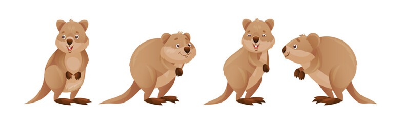 Funny Quokka as Short-tailed Scrub Wallaby with Rounded Ears in Different Pose Vector Set