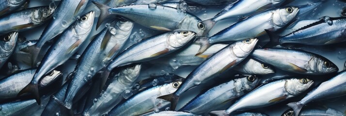 Obraz premium A Close-Up View of Fresh Fish, A large group of sardines, Photo of a pile of sardines
