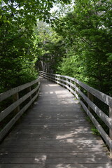 Obraz premium A park trail in the summer, Greenwich, Prince Edward Island, Canada