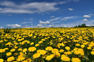 A dandelion field in bloom, Québec, Canada
