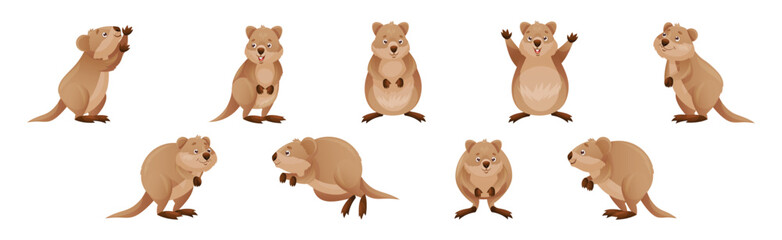 Funny Quokka as Short-tailed Scrub Wallaby with Rounded Ears in Different Pose Vector Set