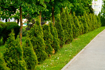 Thuja tree growing in row as green hedge fence along sidewalk in the city. Thuja trees growing in cityscape, evergreen trees, natural barrier. Landscaping urban design. Selective focus