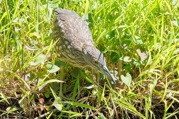 ゴサギの幼鳥