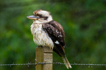 Laughing kookaburra 