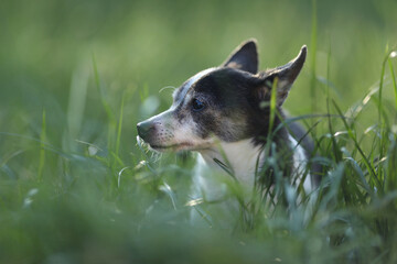 Small old dog in grass in the garden. Dog outdoor activity