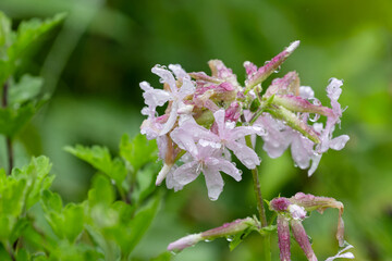 シャボンソウ01
