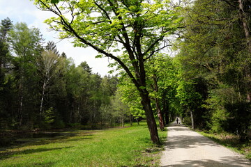 Wanderweg in der Dresdner Heide, Wiese, Lichtung, Allee, Baum