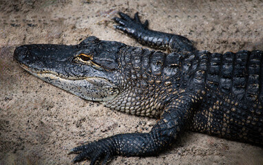 Alligator in the Wild