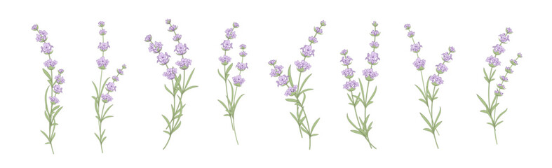 Naklejka premium Set of lavender flowers elements. Collection of lavender flowers on a white background. Vector illustration bundle.