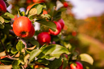 Ripe Red Apples on a Tree Branch in an Orchard