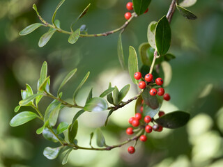 Obraz premium 晩秋に赤い実をつけるアマミヒイラギモチ