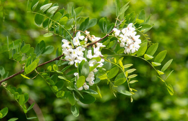 Blooming white acacia flowers on nature