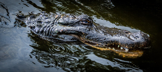 Naklejka premium Alligator in the Wild