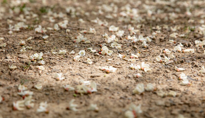 White flowers from a tree lie on the ground
