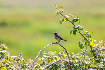 Female European Stonechat bird 