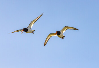 Oystercatcher 