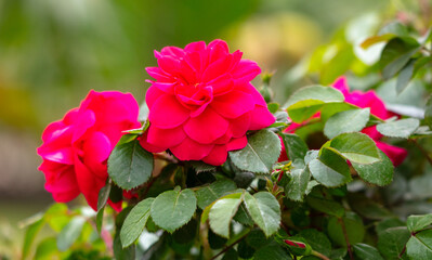 Beautiful red rose in the park