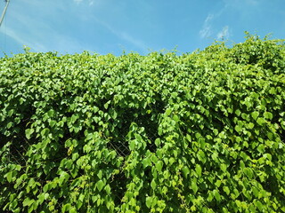 African mile a minute or American rope grows to cover hight steel mesh fence on background of bright sky. Mikania micrantha can grow quickly. Mile minute weed that causes damage to large trees.
