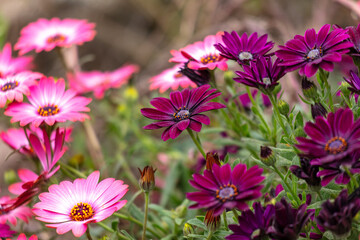Obraz premium Osteospermum Aquilla. Beautiful flower in the park
