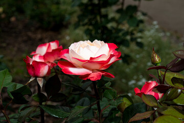Rosa 'Nostalgie' is a hybrid tea rose with beautiful red flowers