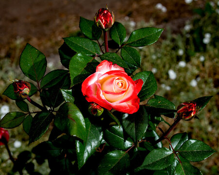 Delight Images