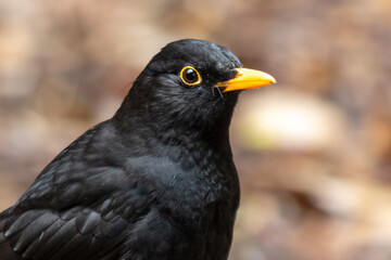 Portrait of a starling in the park