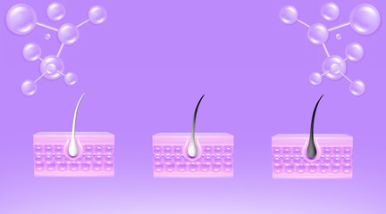 Hyaluronic acid and Niacinamide before and after gray hair and skin solutions ad, purple collagen serum drops into skin cell with cosmetic advertising background ready to use, illustration vector.