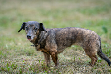 The brindle dachshund (smooth haired) standing on the grass. Side view of the dachshund also known as the wiener dog or sausage dog, badger dog and doxie.