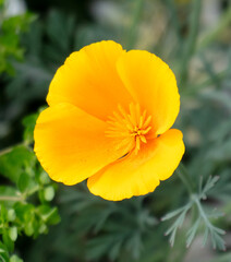 Small yellow flowers in the park
