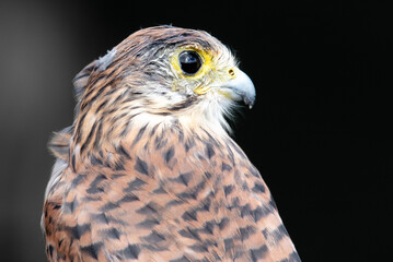 Portrait of a falcon on a black background