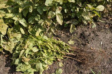 土の上の引き抜いた枝豆の株