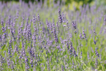 ラベンダー（ラバディン）