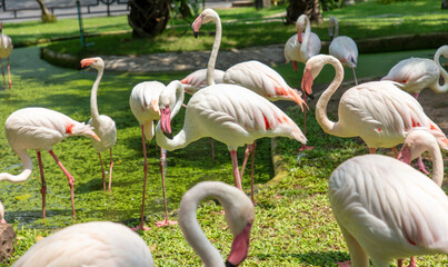 Pink flamingo birds in the park