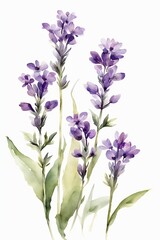 Fototapeta premium Minimalist Watercolor Purple Wildflowers