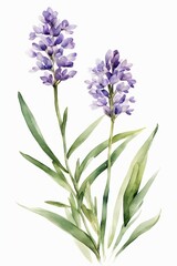 Naklejka premium Minimalist Watercolor Purple Wildflowers, Lavender