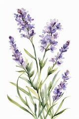 Fototapeta premium Minimalist Watercolor Purple Wildflowers, Lavender