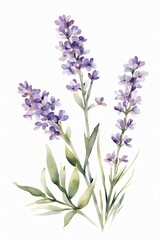 Obraz premium Minimalist Watercolor Purple Wildflowers, Lavender
