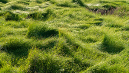 Green Waves