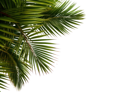 PNG Palm tree frame backgrounds outdoors nature.