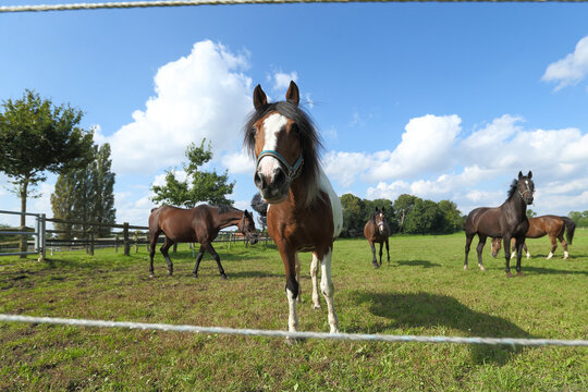 Pferd auf der Weide Sommer Sommerweide Sonne