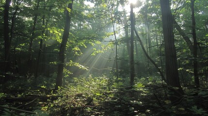 Obraz premium Sunbeams filter through the leaves, dappling the forest floor in a mesmerizing dance of light.