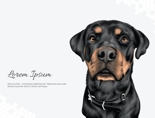 Vector Dog Breed Rottweiler wall decor ideas
