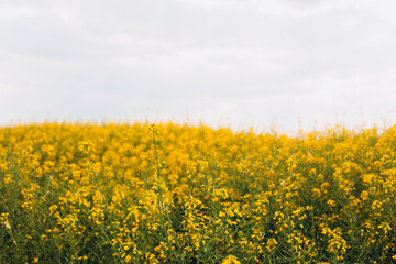 Fototapeta premium Agricultural field with rapeseed plants. Rape flowers in strong sunlight. Oilseed, canola, colza. Nature spring background.
