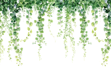 PNG  Vine plant hanging nature leaf.